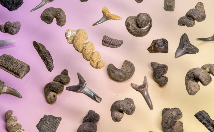 Some of the more common fossils found just outside of D.C. include these – shark teeth, fossilized snail shell sediment, and the ridged remains of ray tooth plates.