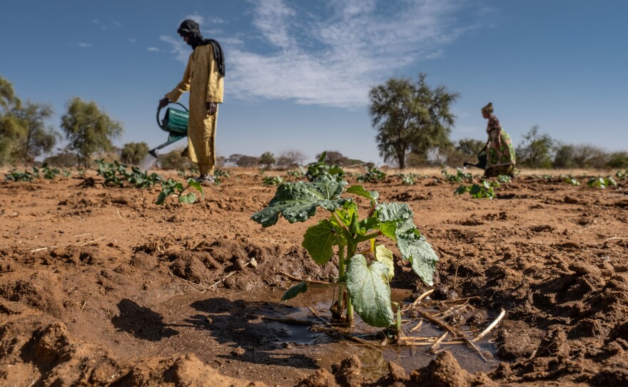 Farmers at work on a farm outside Widou Thiengoly, Senegal, that was supposed to benefit from the Great Green Wall. The farm initially failed but was revived with funding from a Morocaan phosphate mining company.