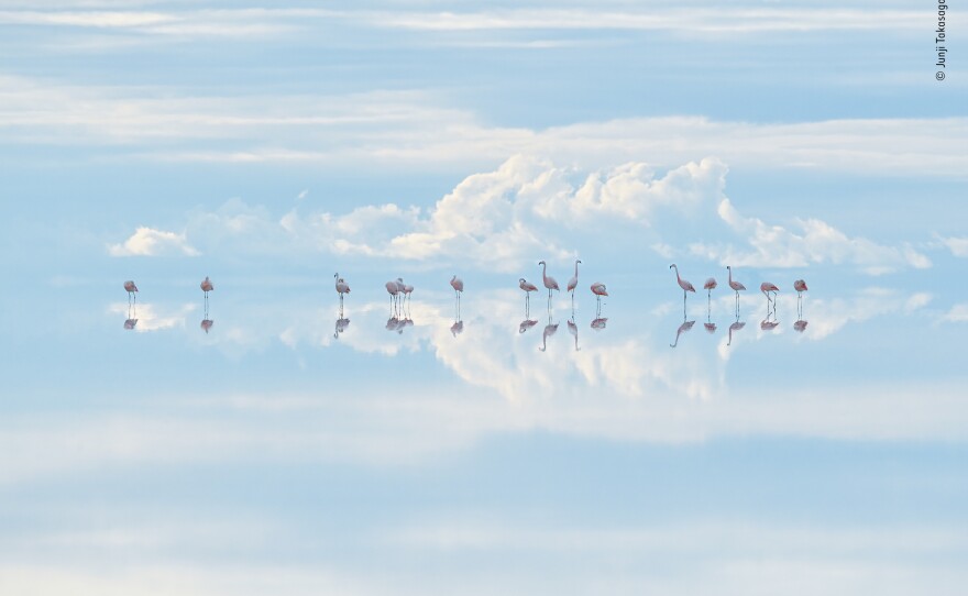 <strong>Natural Artistry Winner:</strong> <em>Heavenly flamingos. </em>Salar de Uyuni, Daniel Campos Province, Bolivia. High in the Andes, Salar de Uyuni is the world's largest salt pan. It is also one of Bolivia's largest lithium mines, which threatens the future of these flamingos.