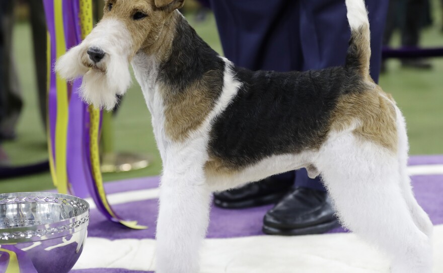 King, a wire fox terrier, poses for photographs after winning Best in Show at the 143rd Westminster Kennel Club Dog Show.