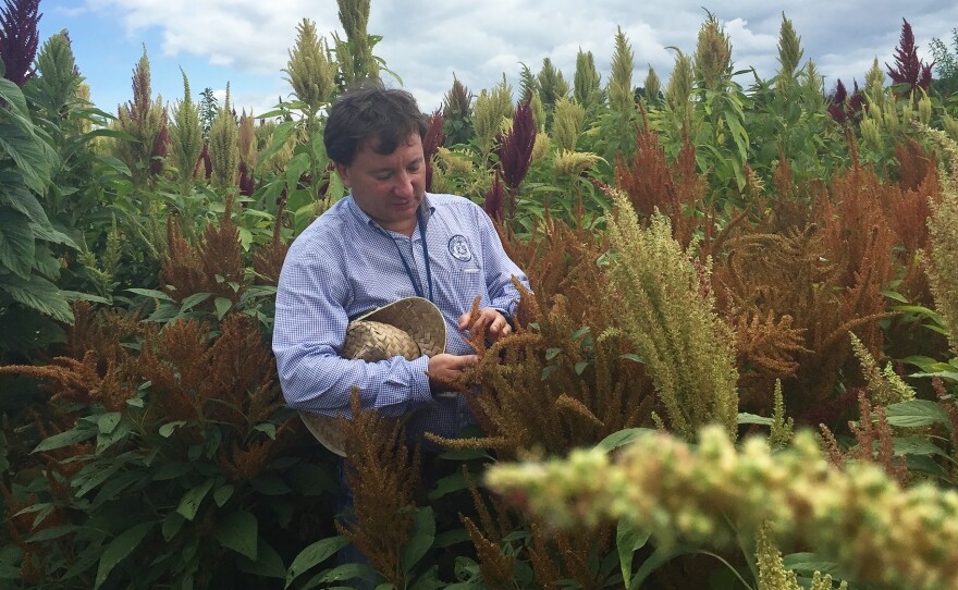 Matthew Blair, a researcher at Tennessee State University, examines different varieties of amaranth growing in the university's experimental fields.