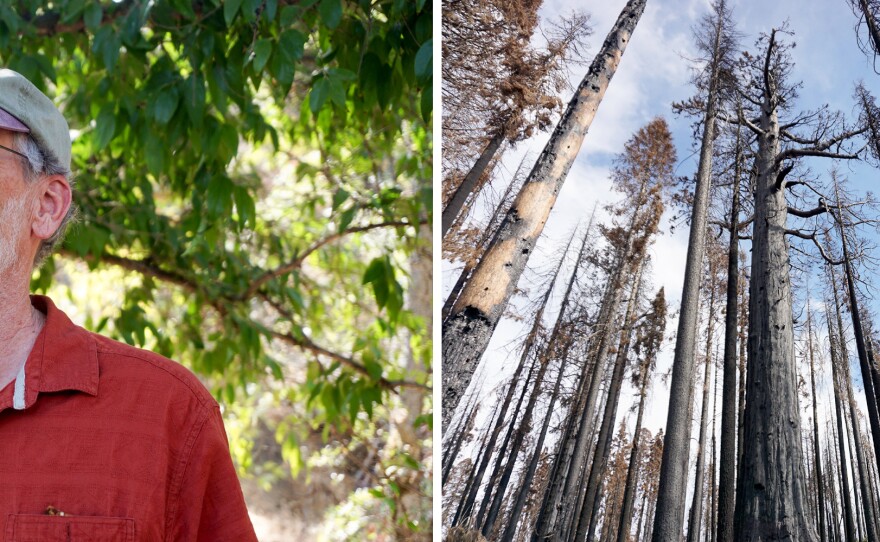 Over many decades studying sequoias, Nate Stephenson had never seen old-growth sequoias die in large numbers until recently. "That's just unheard of," he says.
