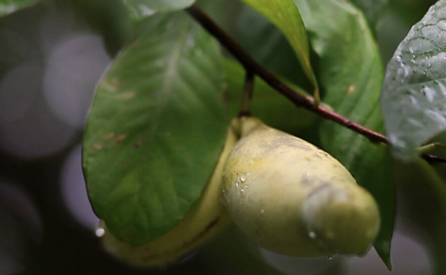 A pawpaw ripe for the picking