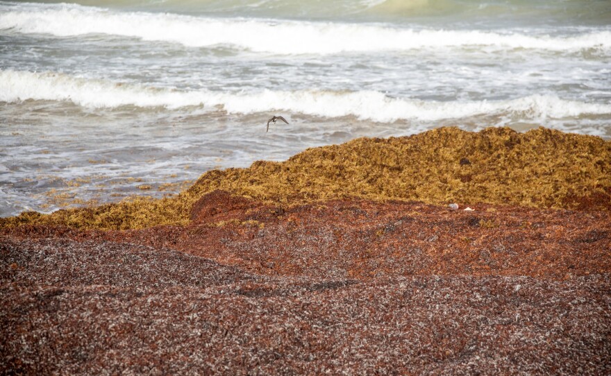 Long Beach is covered with sargassum in Crest Church parish along the south coast of Barbados on July 27.