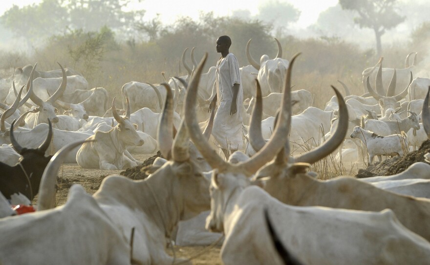 A man from the Mundari nomad tribe stands among cattle on Jan. 18, in Juba, South Sudan. Cattle raids, a common occurrence in the region, have grown increasingly violent in recent years.
