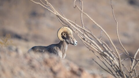 A bighorn ram is shown in this undated image.