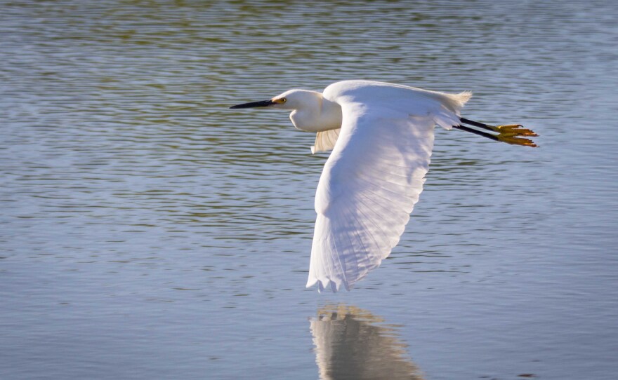 Snowy Egret flies over Santee Lakes, 2012.