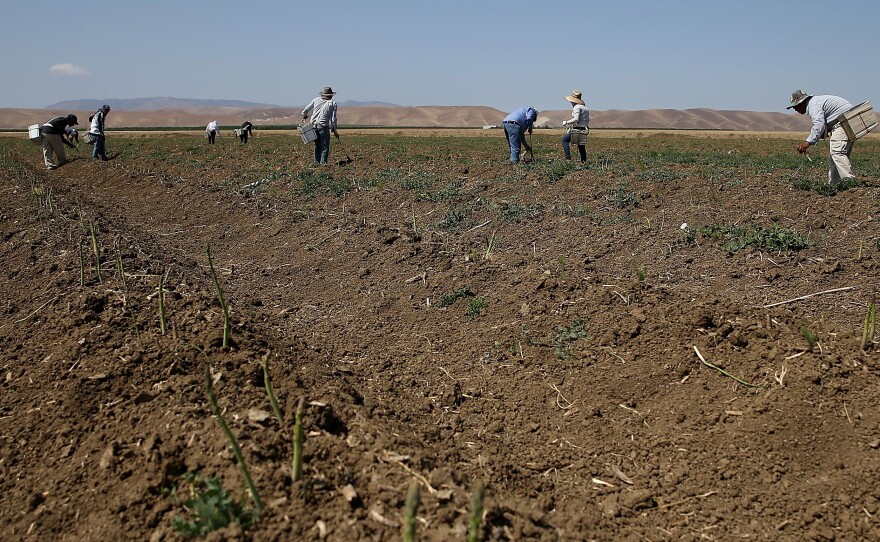 Workers harvest asparagus on April 23, 2015 in Firebaugh, Calif.