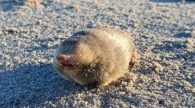 De Winton's golden mole, a blind mole that lives beneath the sand, has been rediscovered in Port Nolloth, South Africa. The small mammal has evaded scientists for nearly 90 years, using sensitive hearing that can detect vibrations from movement above the surface.