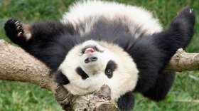 Tai Shan on his first birthday. The panda was conceived in 2005 through artificial insemination in a procedure performed by National Zoo scientists and veterinarians.