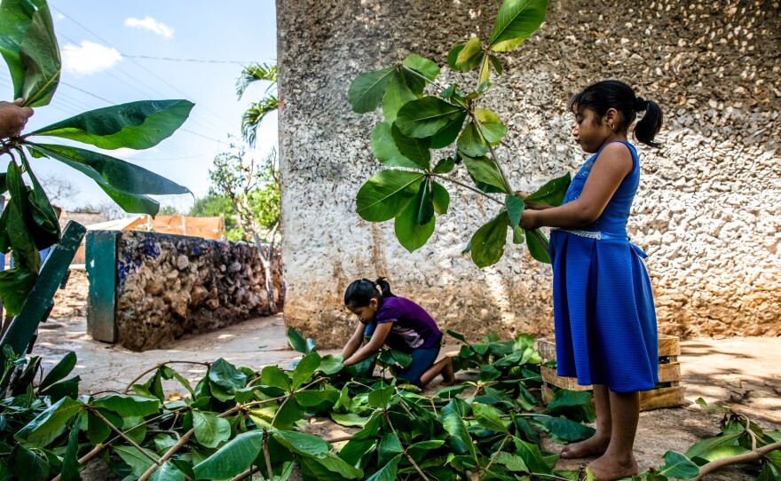 Ruby helps to clean the backyard of her grandmother's home in a small Maya village in Yucatán, Mexico.