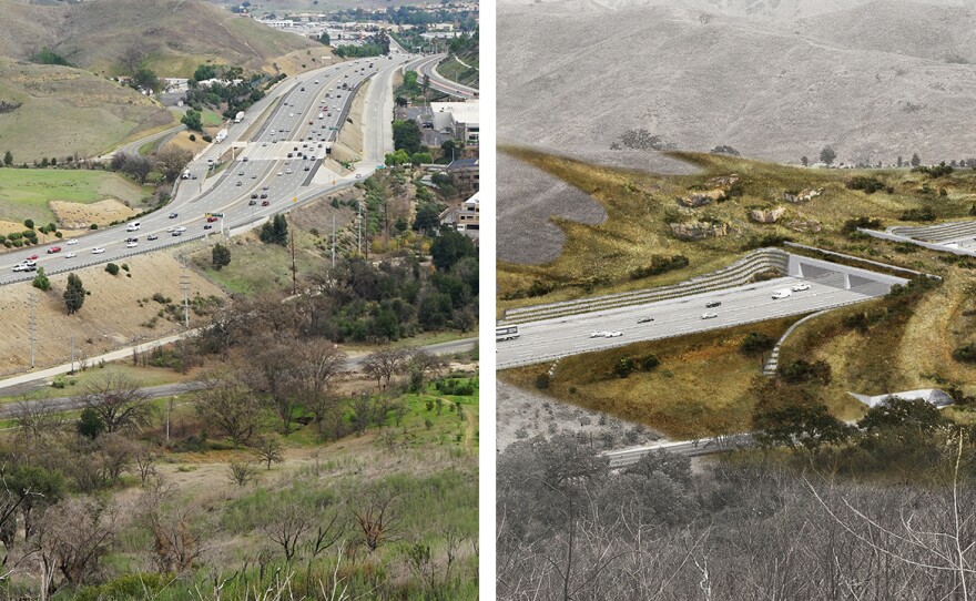 Highway 101, carved across the the Santa Monica Mountains northern foothills, "has become this impenetrable wall for wildlife," according to Beth Pratt, California regional executive director for the National Wildlife Federation. The image on the right illustrates a 200-foot long bridge crossing which crews will begin constructing in about a month.