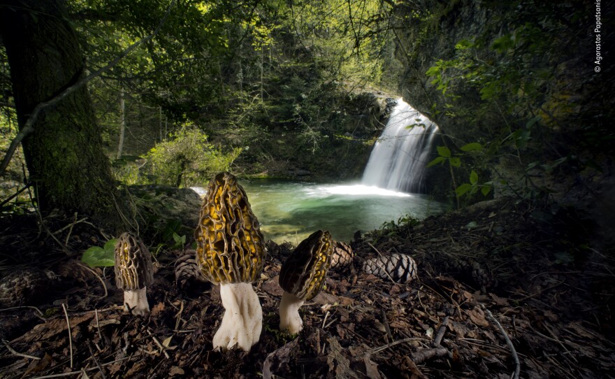 <strong>Plants and Fungi Winner: </strong><em>The magical morels. </em>Mount Olympus, Pieria, Greece. Morels are regarded as gastronomic treasures in many parts of the world because they are difficult to cultivate, yet in some forests they flourish naturally.