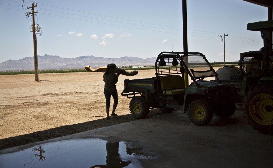 Emily Anderkin, a worker on Buffett's farm, prepares to train oxen to test what farm implements the animals can carry and for how long.