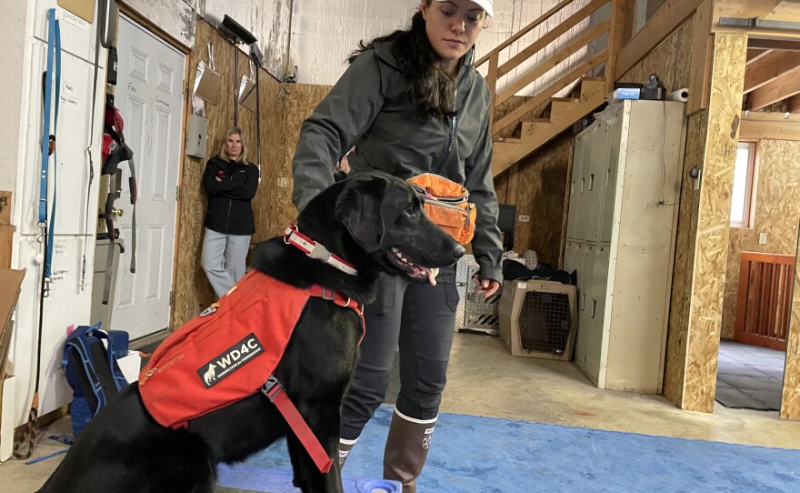 Working Dogs for Conservation trainer Michele Vasquez gets Charlie, a 4-year-old Lab, ready to search for black-footed ferret scent at a training facility near Missoula, Montana.