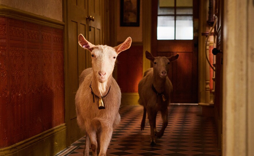 2 goats. ALL CREATURES GREAT AND SMALL Season 4  Premieres Jan. 7, 2024 on MASTERPIECE on PBS      