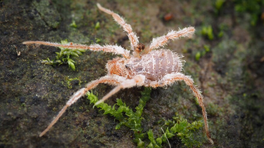Triaenobunus pilosus is a harvestman arachnid that's native to Tasmania. Undated photo