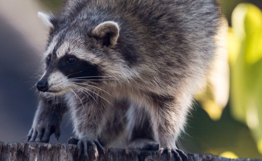 A raccoon sitting on the stump of a tree in the Beaches in Toronto. The Toronto Star's Amy Dempsey thinks there's a particularly smart one in her neighborhood.