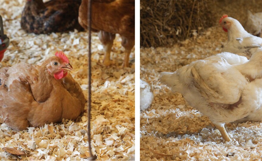 On the left, a Sonoma Red heritage breed; on the right, a fast-growing Cobb breed.