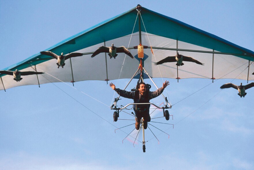 Christian Moullec flying a microlight with his geese.