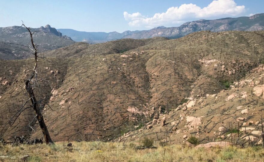 Nearly two decades after the 2002 Hayman fire in Colorado, this high-severity burn area near Cheesman Lake is still treeless.