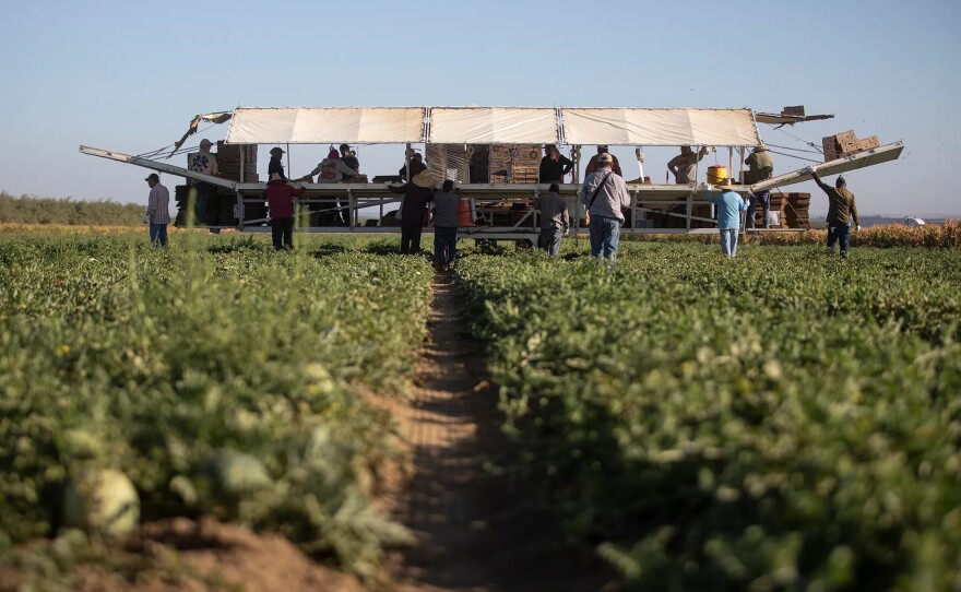 Farmworkers harvest melons behind a tractor on a melon farm outside of Firebaugh on Sept. 11, 2025.