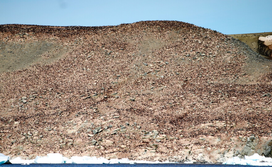 The Adelie penguin mega-colony at Heroina Island at the peak of the breeding season. The photo was taken in January 2025, a year after the outbreak.