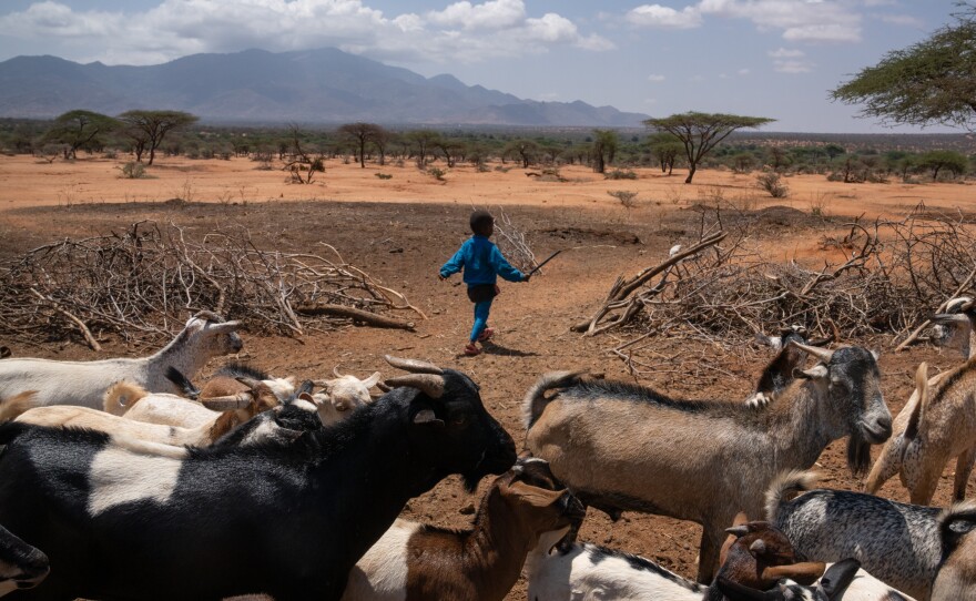 Solomon Lengees, the 6-year-old grandson of Samburu elder Francis Lengees, helps lead the family's goats out of their pen.