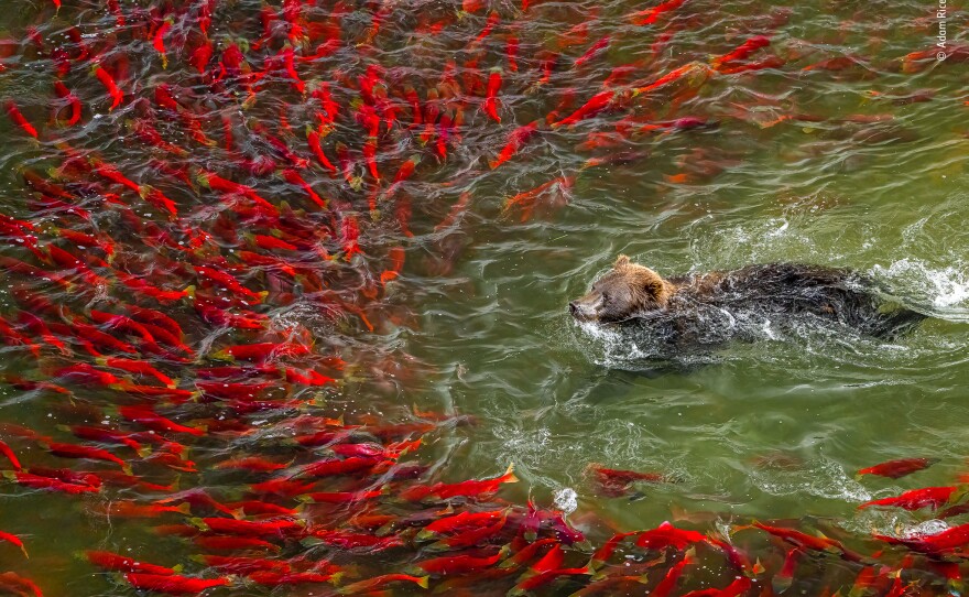 <em>Bear bonanza</em>. Katmai National Park and Preserve, Alaska. When the salmon arrive in summer, so do the bears. Though they are usually solitary, they congregate in large numbers to fish.