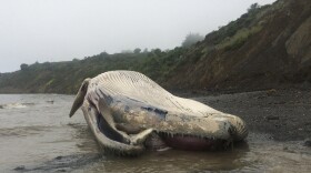 In this photo released by the Marine Mammal Center Thursday May 24, 2018, a dead gray whale washed ashore on a beach in Bolinas, Calif.
