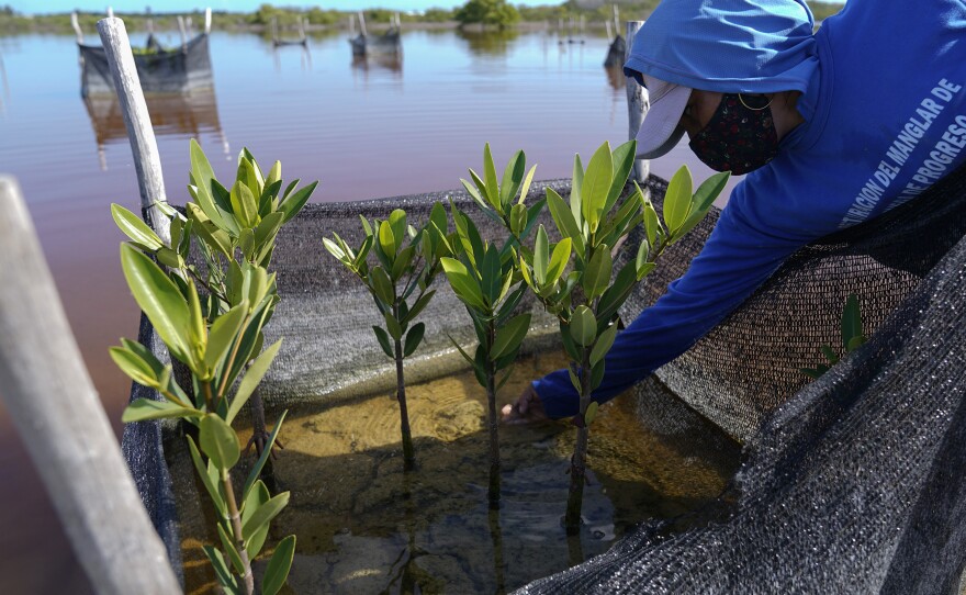 A woman plants mangrove seedlings as part of a restoration project, near Progreso, in Mexico's Yucatan Peninsula.