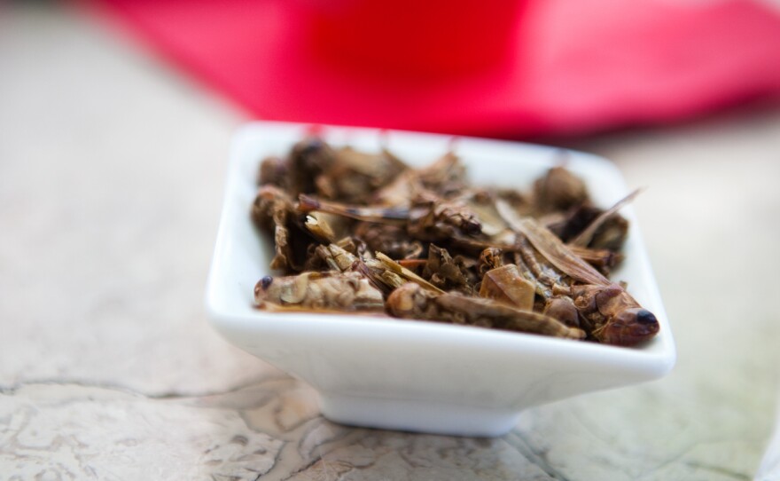 John Mongini from Flagstaff, Ariz., tries an cricket for the first time.