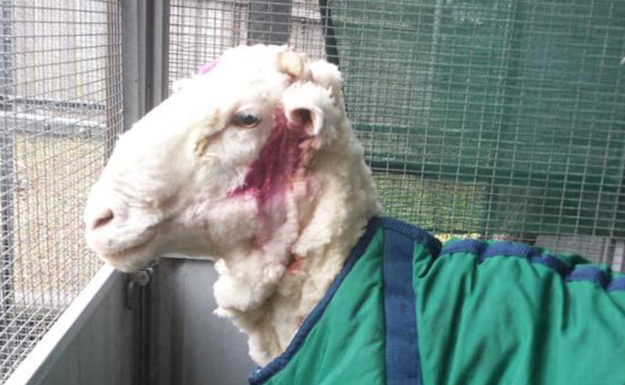 AFTER: Chris the sheep stands in a pen after it was shorn for perhaps the first time in his life.