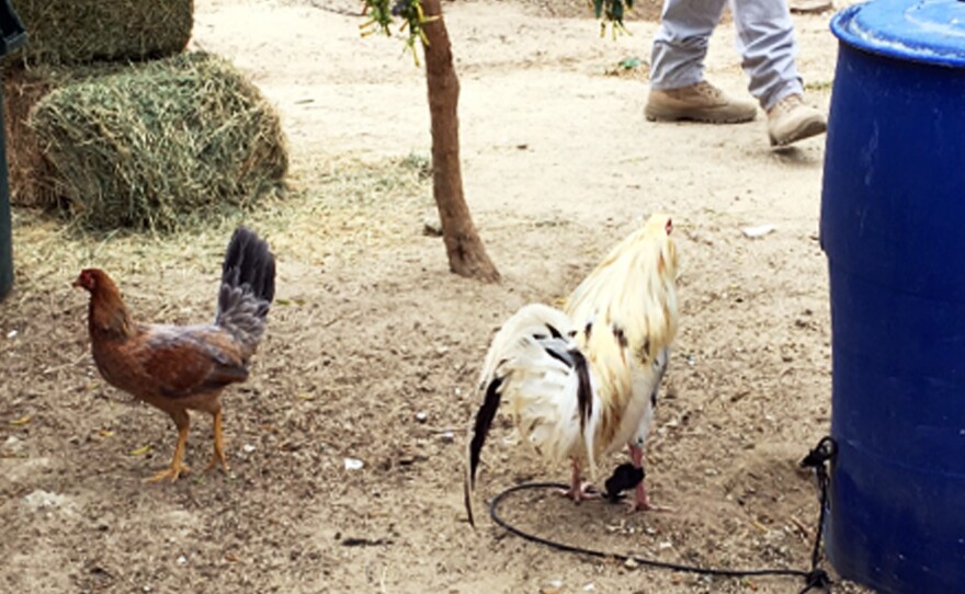 In what authorities call the largest raid against illegal cockfighting in United States history, 7,000 birds were seized in Val Verde, Calif., on Monday.