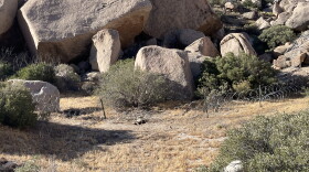 Wildlife biologist Christina Aiello found an endangered Peninsular bighorn sheep dead on Wednesday, June 3, 2026, after becoming entangled in concertina wire in the Jacumba Wilderness. U.S. Customs and Border Protection is closing gaps in the California-Mexico border with concertina wire.