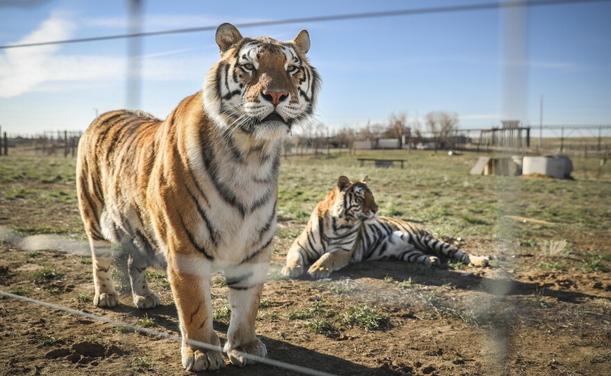 A pair of the 39 tigers, as seen last year in Colorado, rescued from the big-cat facility once owned by Joe Exotic and now run by Jeffrey Lowe.