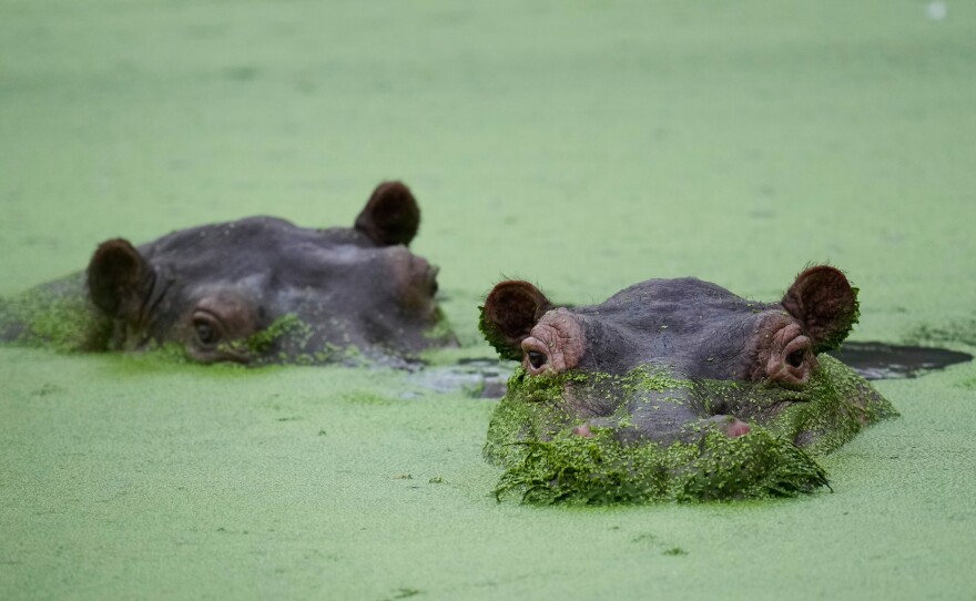 Hippos wallow at a lagoon in the Hacienda Napoles Park, once the private estate of drug kingpin Pablo Escobar, in Puerto Triunfo, Colombia.