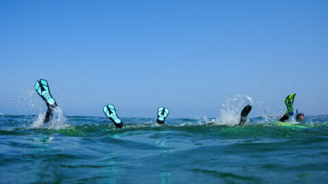 Shark Snorkels