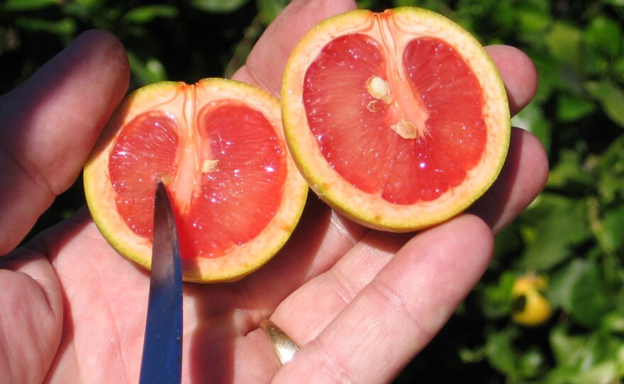 A Red Flame grapefruit affected by the disease known as citrus greening, which leaves fruit sour, malformed and unusable -- and eventually kills the tree.