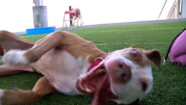 A dog named Red is shown playing in one of the San Diego Humane Society's play yards on July 31, 2025.