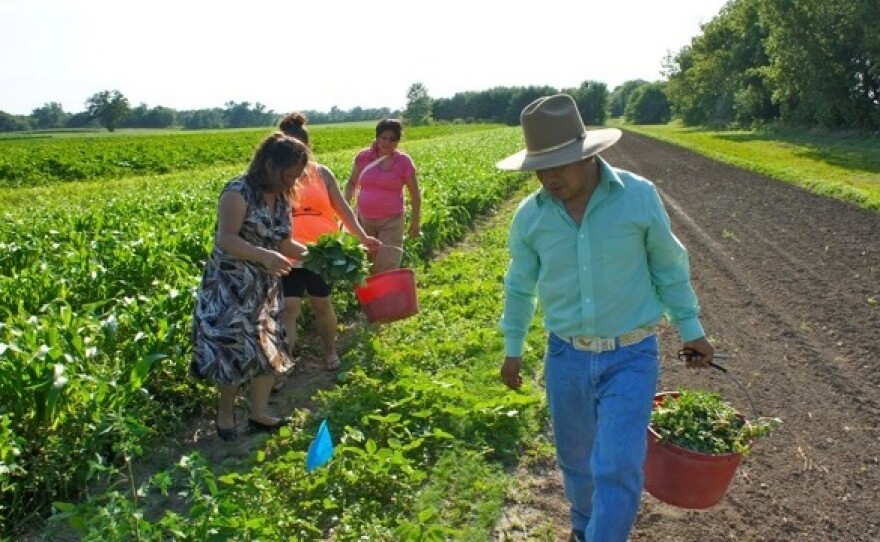 Members of Parroquia's San José Latino ministry glean from the fields of Angelic Organic's farm in Caledonia, Ill.