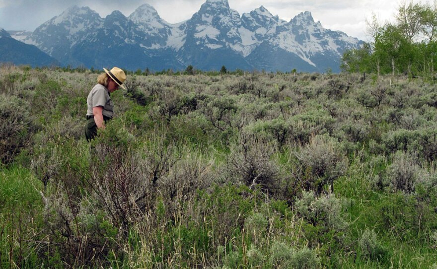 Grand Teton National Park spokeswoman Jackie Skaggs strolls across a square-mile section of state land in the park near Moose, Wyo.