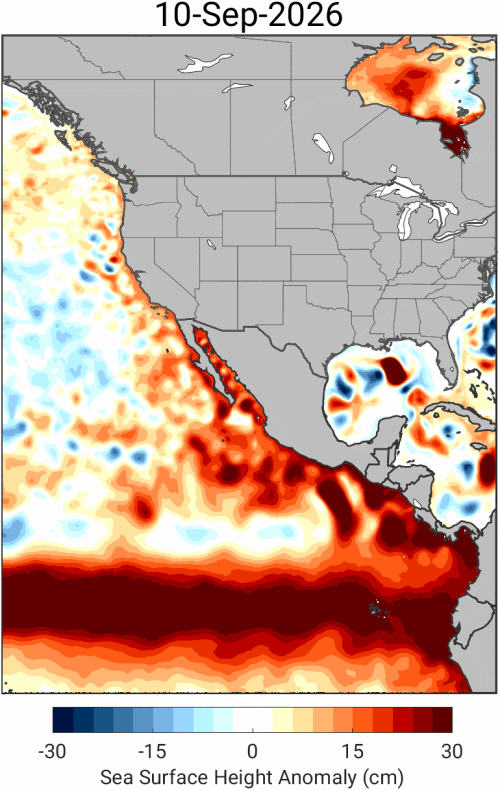 Kelvin waves move slowly east beneath the ocean's surface until they reach South America. Then they split, traveling north along the West Coast and south as far as Chile. The dark red represents higher than normal sea levels.