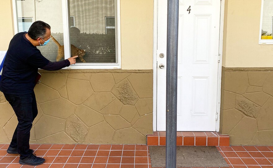 Alejandro Díaz greets a cat on Oct. 23 at an apartment complex in the Little Havana neighborhood of Miami. He's an outreach worker with Healthy Little Havana, going door to door to talk to people about getting tested for COVID-19.