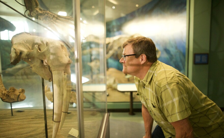 Kirk Johnson, Sant Director of the Smithsonian National Museum of Natural History, face to face with a Pacific walrus skull at the San Diego Natural History Museum.