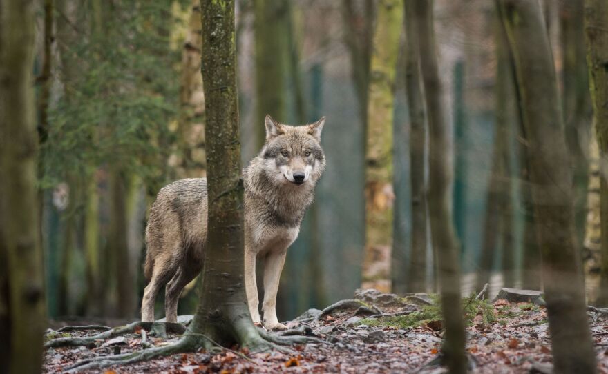 A wolf in its enclosure at the Hexentanzplatz zoo in Thale, northern Germany.