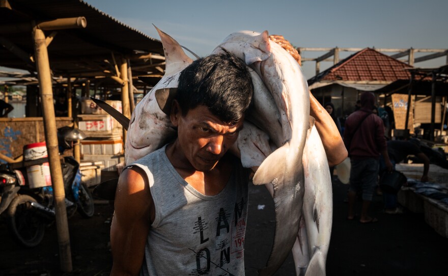 Various species of sharks — some of which are endangered, while others are listed as vulnerable — are hauled on shore at dawn at the Tanjung Luar port on June 9, 2025, in East Lombok, Indonesia. Tanjung Luar is one of the largest shark markets in Indonesia and Southeast Asia, from where shark fins are exported to other Asian markets — primarily Hong Kong and China — and their bones are used in cosmetic products also sold to China.