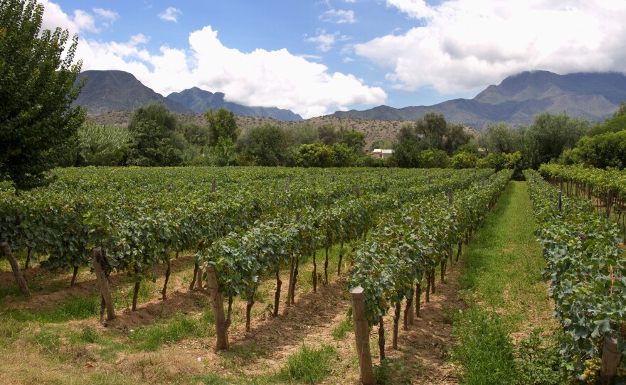 A vineyard in Tarija, Bolivia, the center of the country's wine industry. A growing number of wineries here are improving their techniques, ramping up production and starting to export, as global interest in Bolivia's award-winning wines grows.