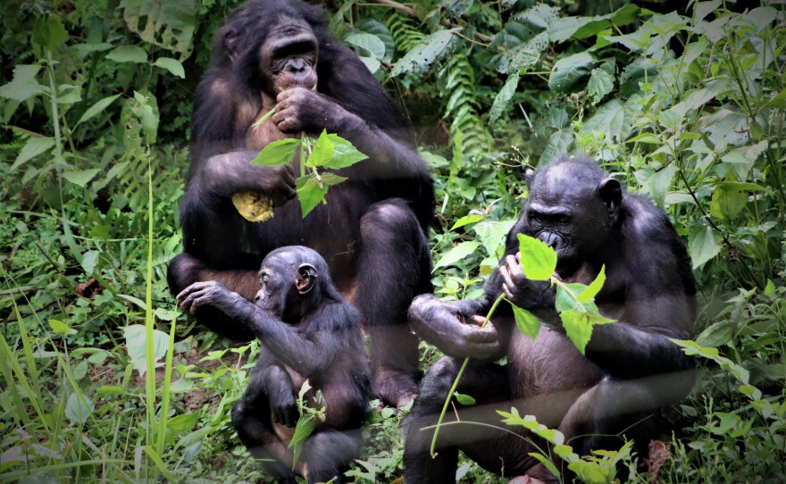 Bonobos willingly share their food with strangers and value cooperation among members of their group.