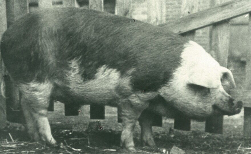 King Neptune, a 700-pound pig who lived on a southern Illinois farm, was used as a gimmick by a Navy recruiter to help raise funds during World War II.